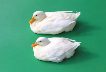 Two white ducks