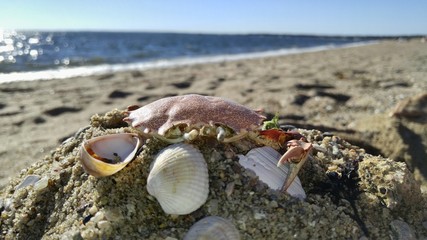 Crab Sea Animal Beach Sand