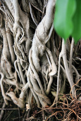 roots / Tropical plants, trees with roots in the wet tangle of forest