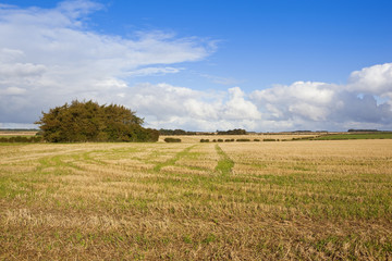 autumnal pine copse