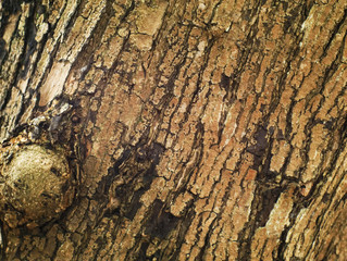 old tree bark texture background