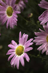 Obraz premium Beautiful fall colors in nature