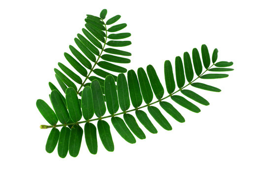 Fototapeta Tamarind leaf isolated on white background