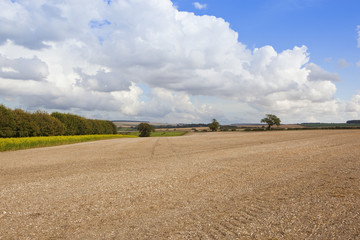 cultivated field with mustard