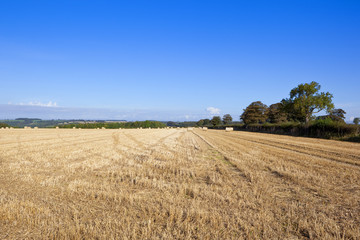 Obraz premium yorkshire wolds harvest time