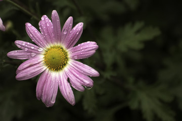 Obraz premium Beautiful fall colors in nature