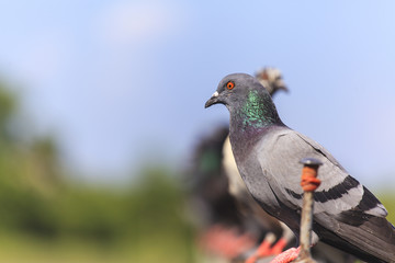 Flock of  Black Pigeon in a row
