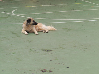 street dog on street soccer field