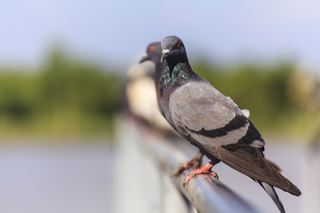 Flock of  Black Pigeon in a row