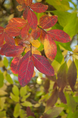détail feuilles rouges dans un jardin
