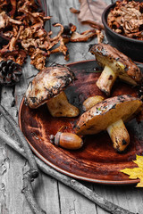 harvest of autumn mushrooms