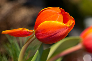 Tulip flower