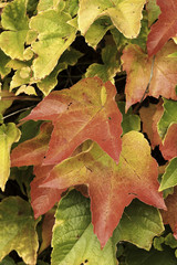 Beautiful fall colors in nature