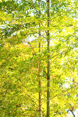 Bamboo tree in Japan