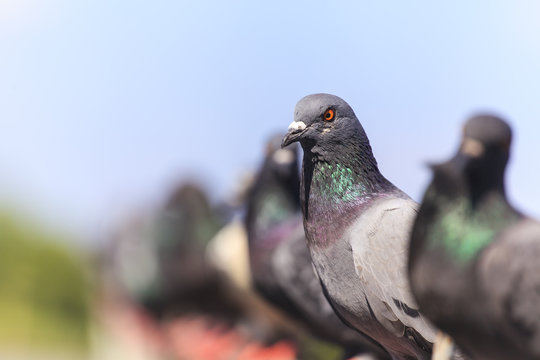 Flock of  Black Pigeon in a row
