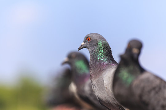 Flock of  Black Pigeon in a row