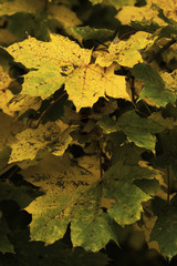 Beautiful fall colors in nature