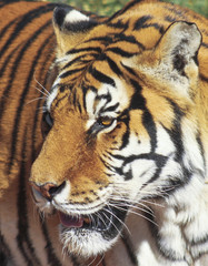 Fototapeta premium A Portrait of a Bengal Tiger in the Forest