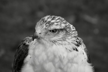 @imagesbymjb_DSC8016_B&W