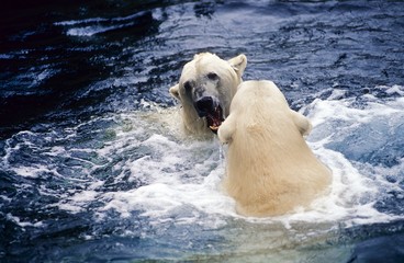 Obraz premium Kampf zweier Eisbären (Ursus maritimus), Zoo am Meer, Bremerhaven, Deutschland