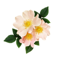 Wild rose flowers arrangement