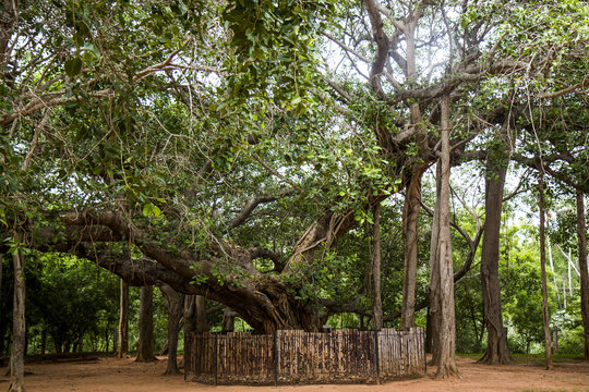 Amazing Banyan Tree in Auroville, India