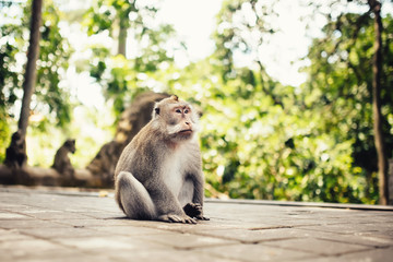 Close-up portrait of long tail monkey in natural habitat.