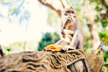 jungle details, portrait of monkey in tropical rainforest