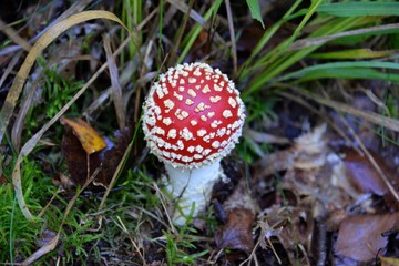 champignons