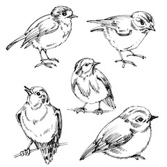 Birds set. Hand drawn cute birds, black outlines for coloring