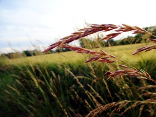 Marienkäfer im Feld