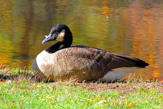 Canada Goose feeding by the stream, photographed in the woods of New Jersey, North America, during fall.