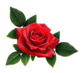 Naklejka premium Red rose flower and leaves arrangement