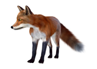 Fototapeta premium 3D Rendering Red Fox on White