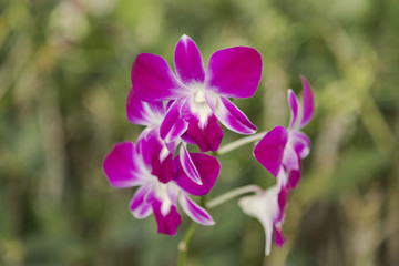 Violet orchids of Thailand