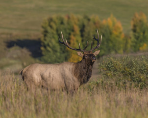 Watching the Herd - A 6x6 point bull elk watches over his herd for cow stragglers and bull  interlopers during the fall rut. 