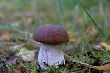 Champignons