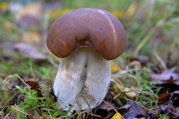 Champignons