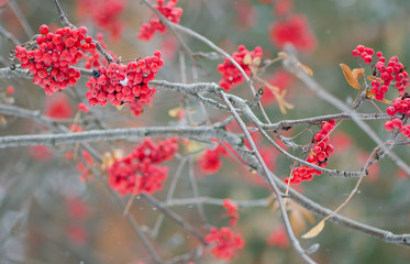 рябина поздней осенью