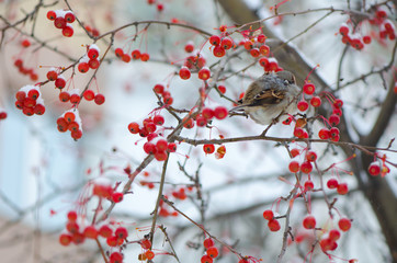 ранетки в снегу