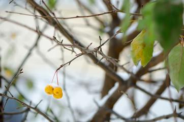 желтые яблоки в снегу