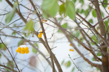 желтые яблоки в снегу