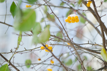 желтые яблоки в снегу