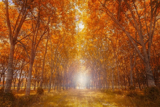 Fototapeta Forest in autumn season