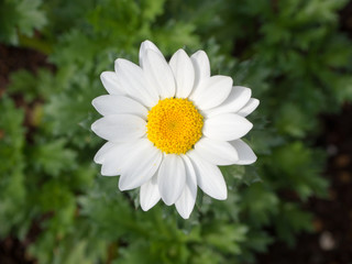 Daisy flower
