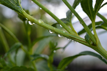 Obraz premium Stem. Drops