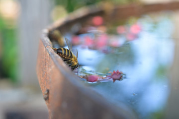 Bee drinking water from the tank