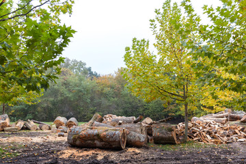 cut wood in the forest