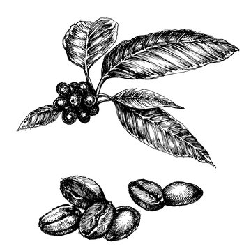 Coffee set. Coffee plant and beans isolated drawings