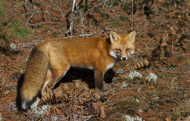 Naklejka na ściany i meble Red fox (Vulpes vulpes) hunting in Algonquin Park, Canada